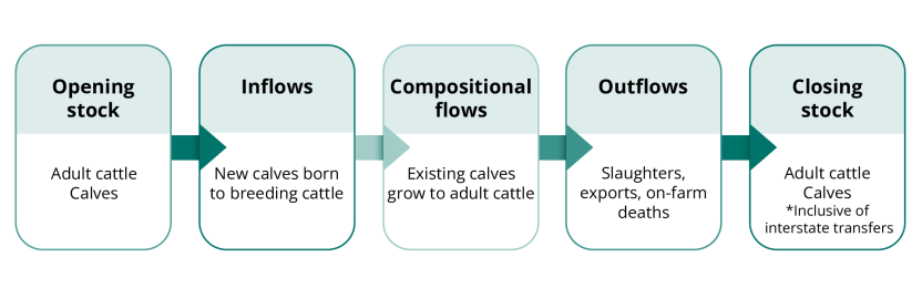 Stocks and flows of a beef cattle herd
